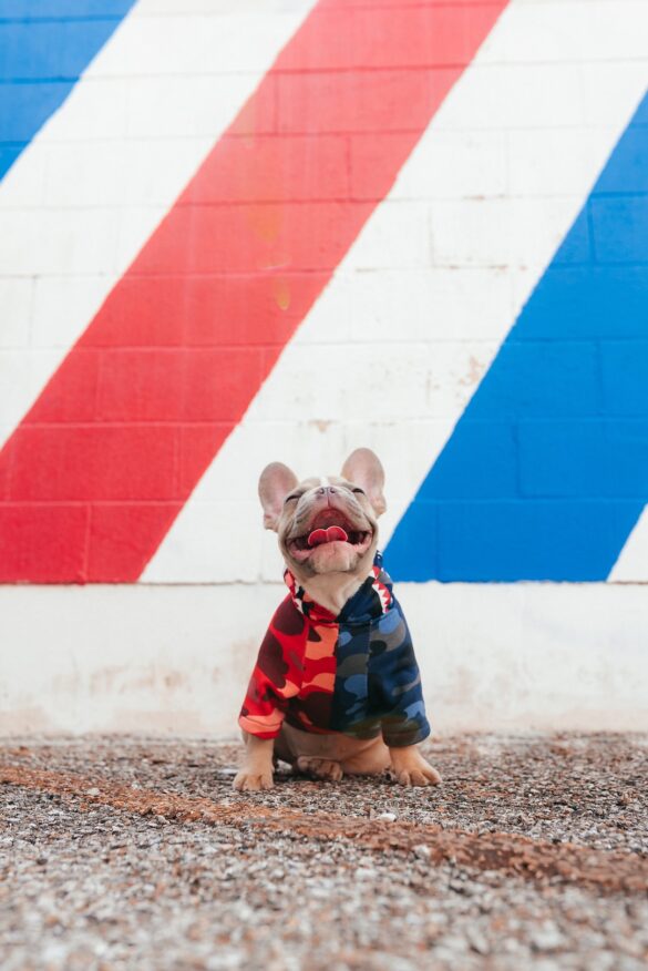 Understanding-Pet-Behavior-Unveiling-the-Secrets-Behind-Your-Furry-Friend